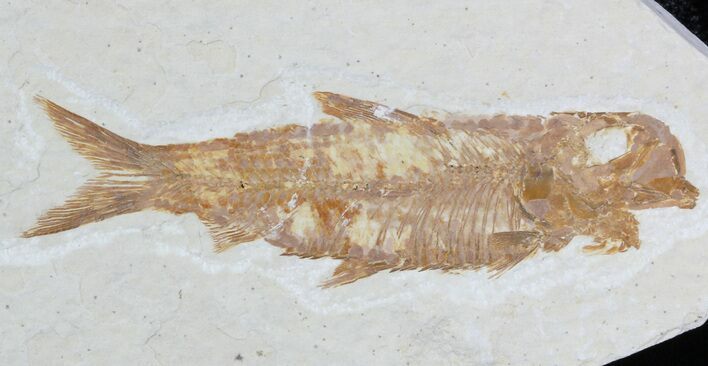 Knightia Fossil Fish - Wyoming #55327